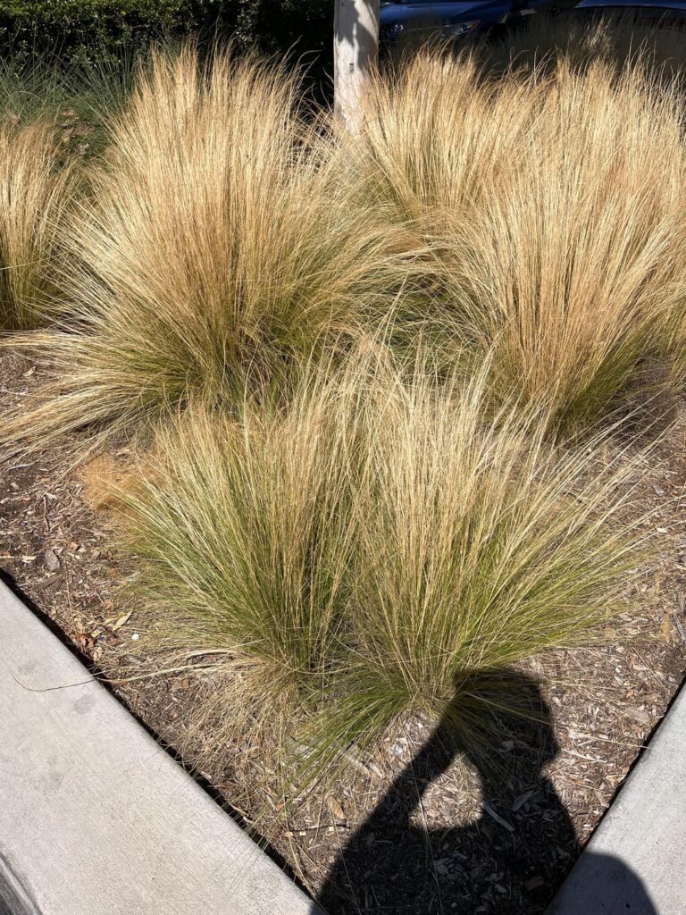 What type of grass is this?