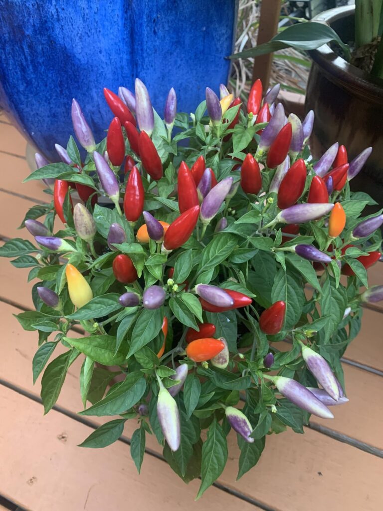 My dad was gifted these but doesn’t know what they are