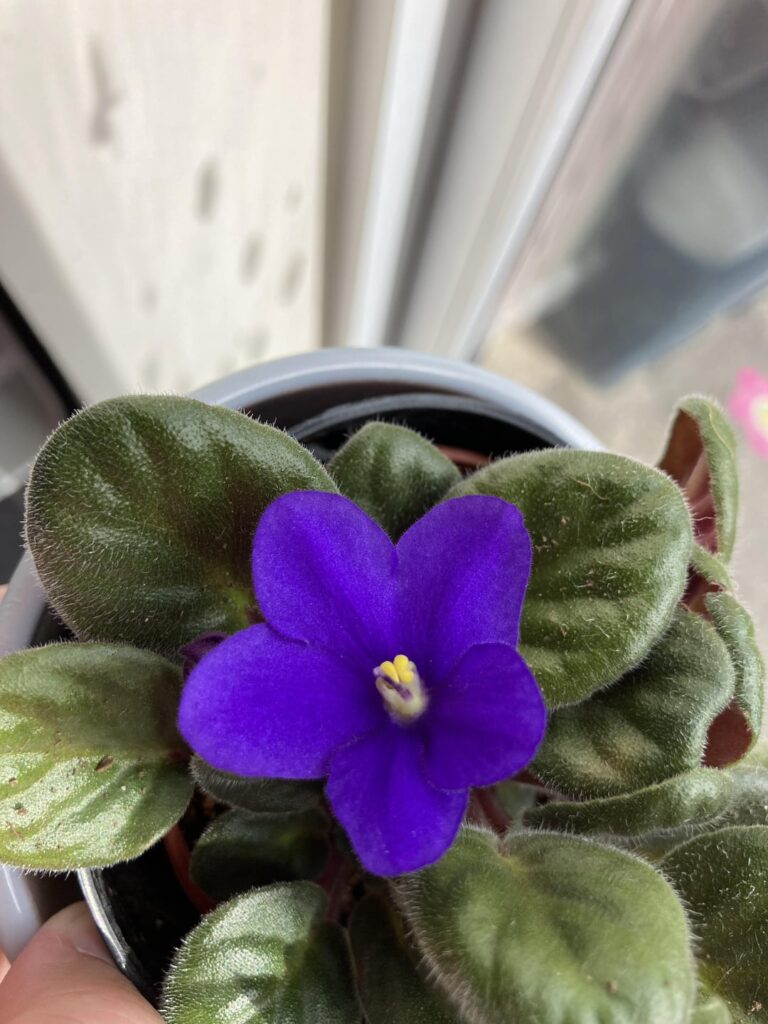 My violets