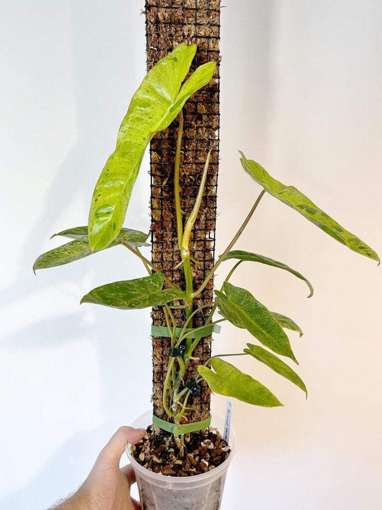 My Paraiso Verde after 3 months of getting her.