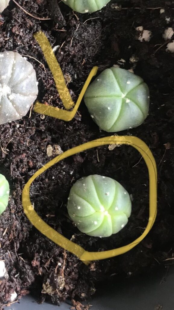 Why is this not symmetrical like the others?