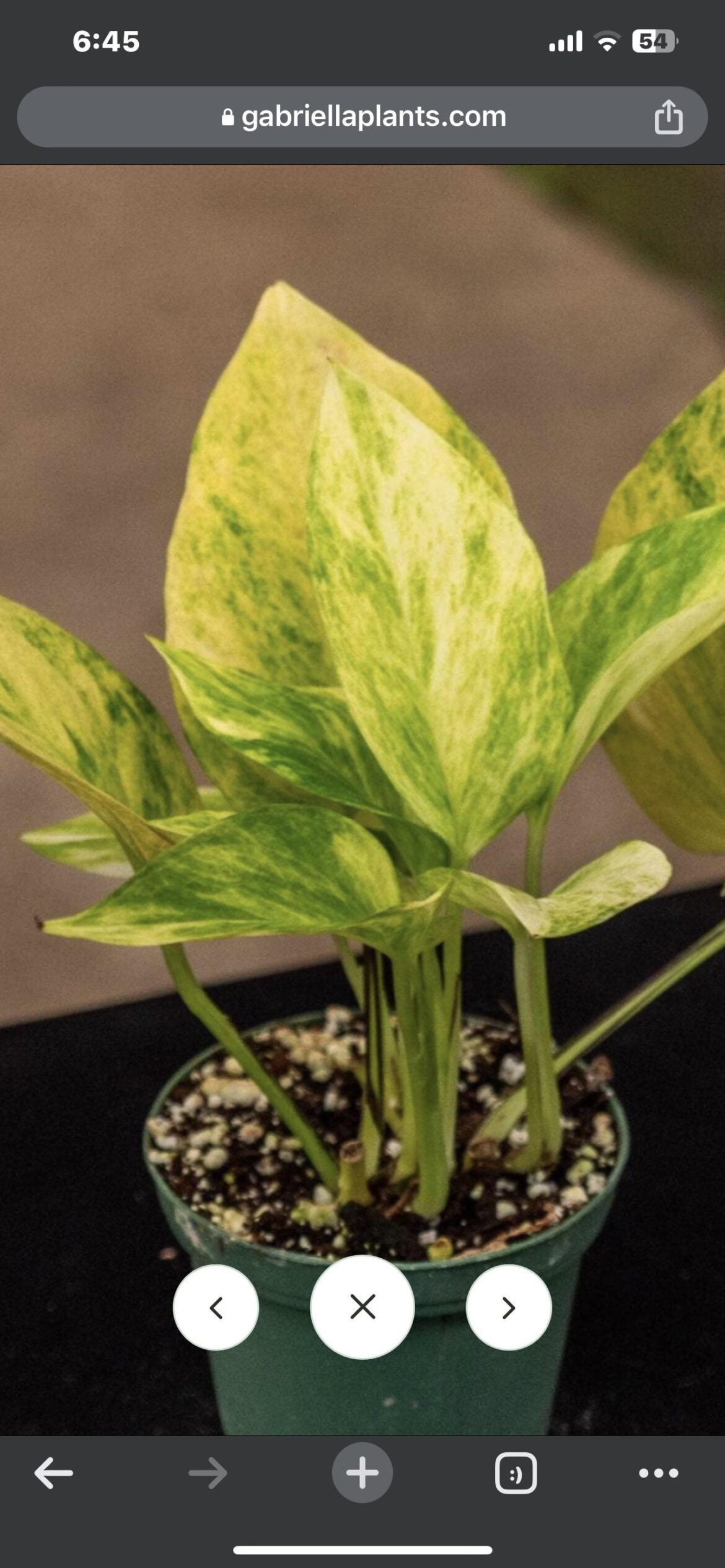 Epipremnum Aurem “Alta Voltagen”