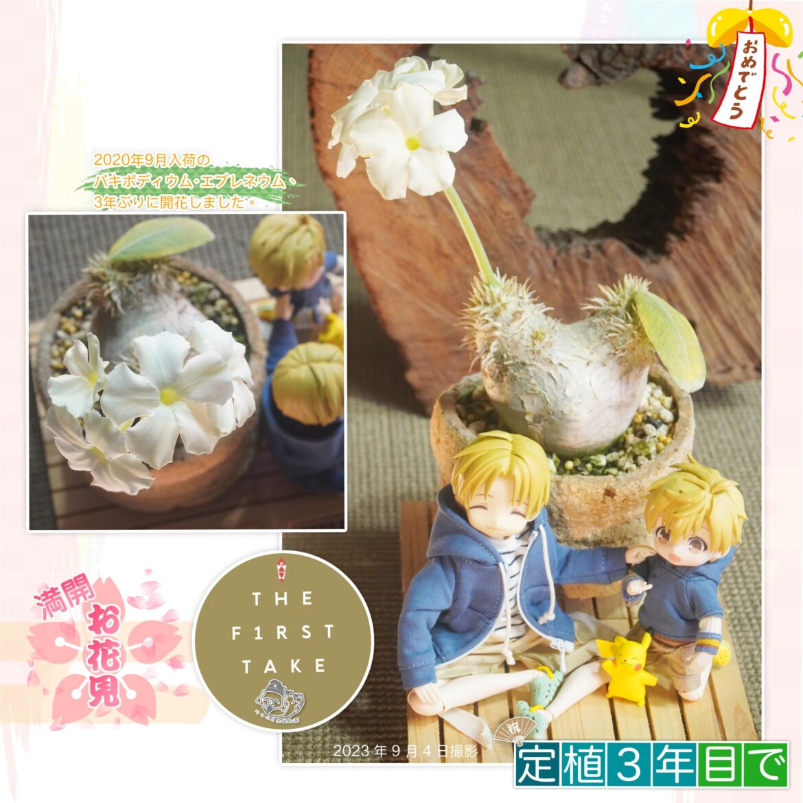 満開 full bloom😍 #Pachypodiumeburneum #パキポディウムエブレネウム