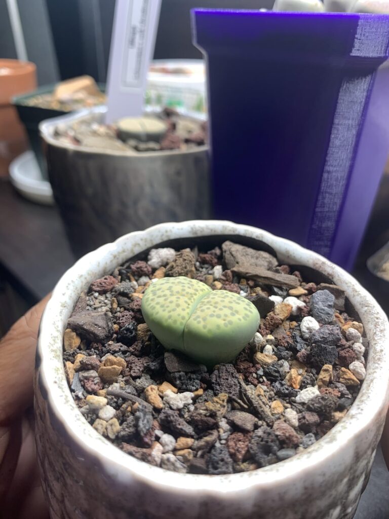 Fulviceps ‘aurea’ flowering