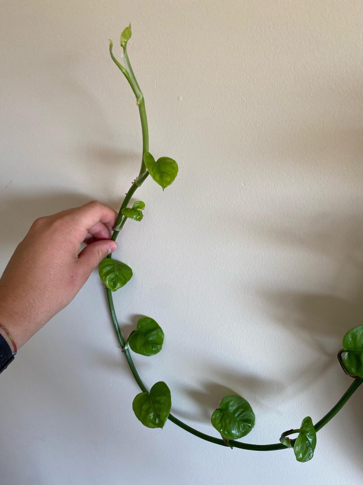 Pothos pushing out very small and deformed leaves