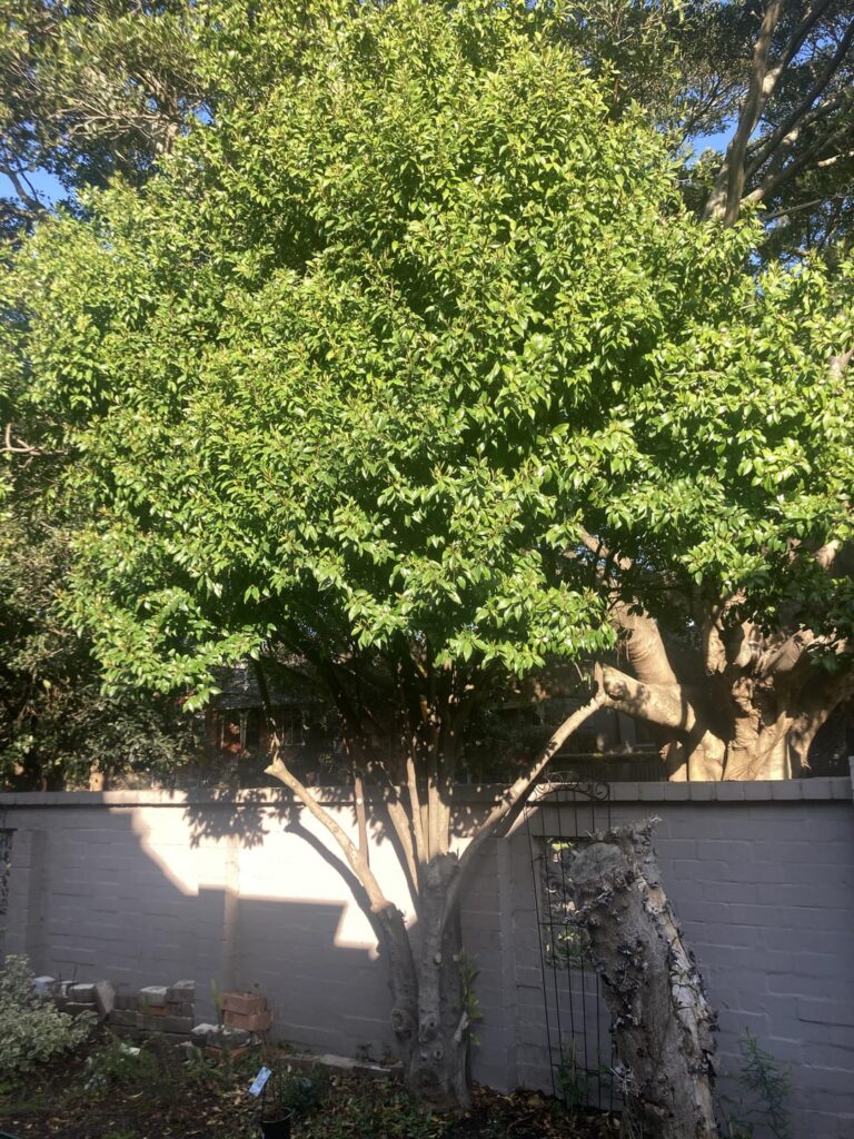 What tree is this? Sydney eastern suburbs. The flowers have never opened