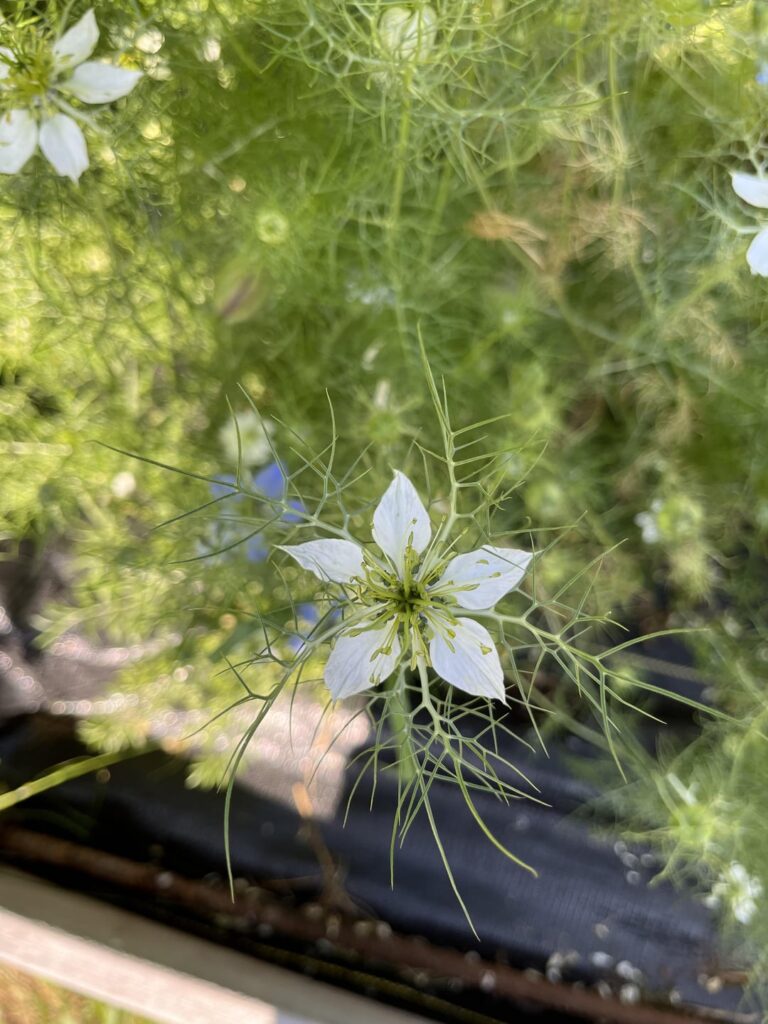 What flower is this?