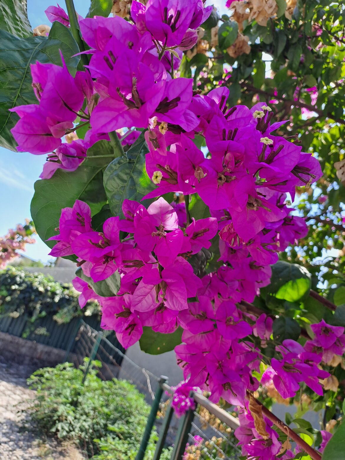 [OC] {Bougainvillea glabra} or Paperflower, native to Brazil. It needs a lot of sun and water and hates frost, so North Mediterranean region (where I live) is almost ideal for it until first serious winter (about every 5 years), after which you need to plant a new one. fortunately grows fast.