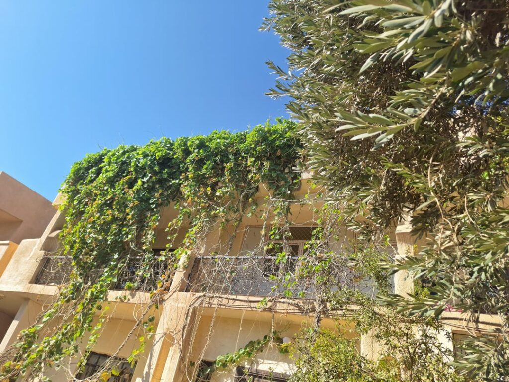 I live in Iraq, These grow in summer and hibernate in winter, what are they?