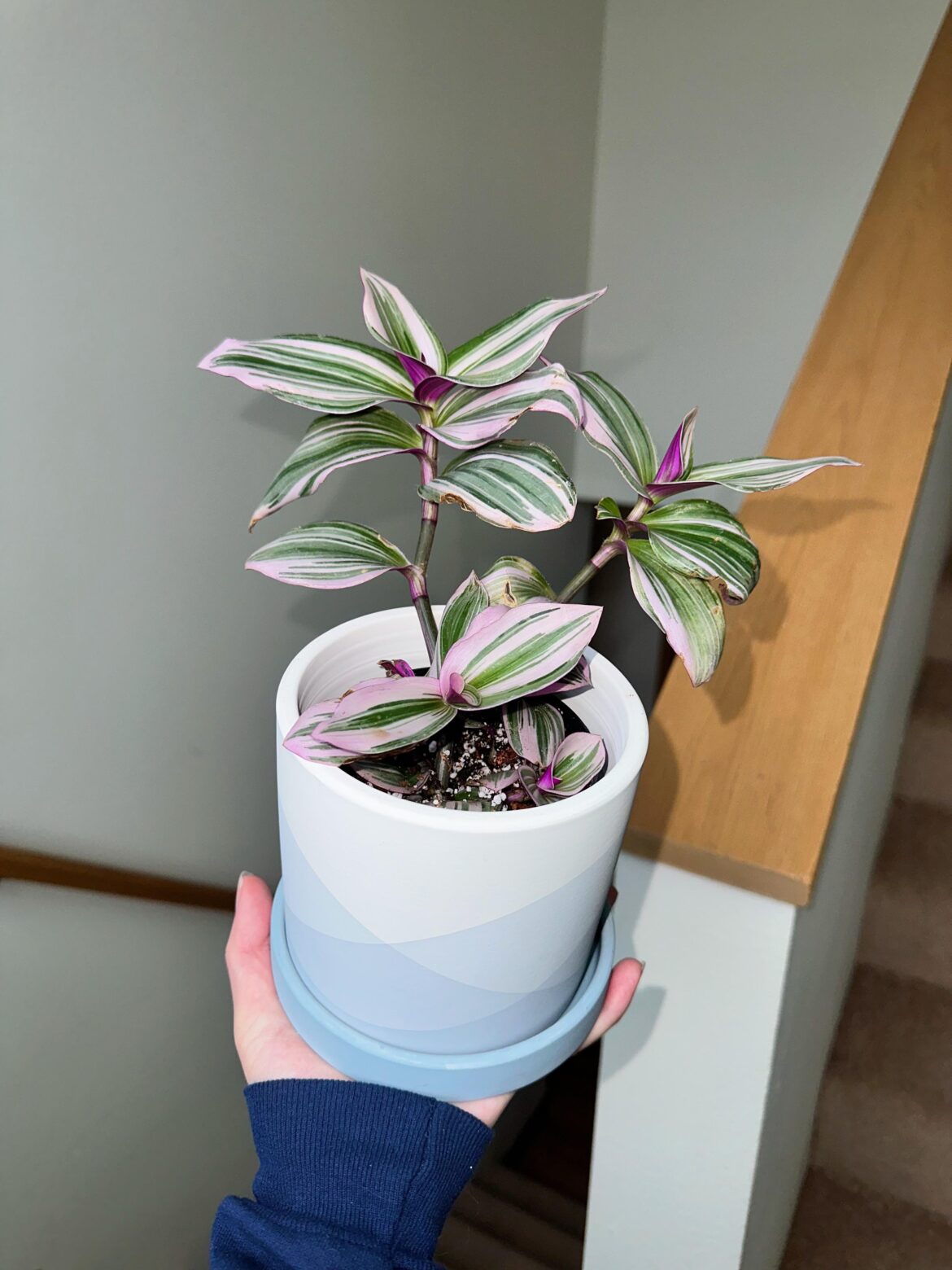 Really loving this plant and pot combo!