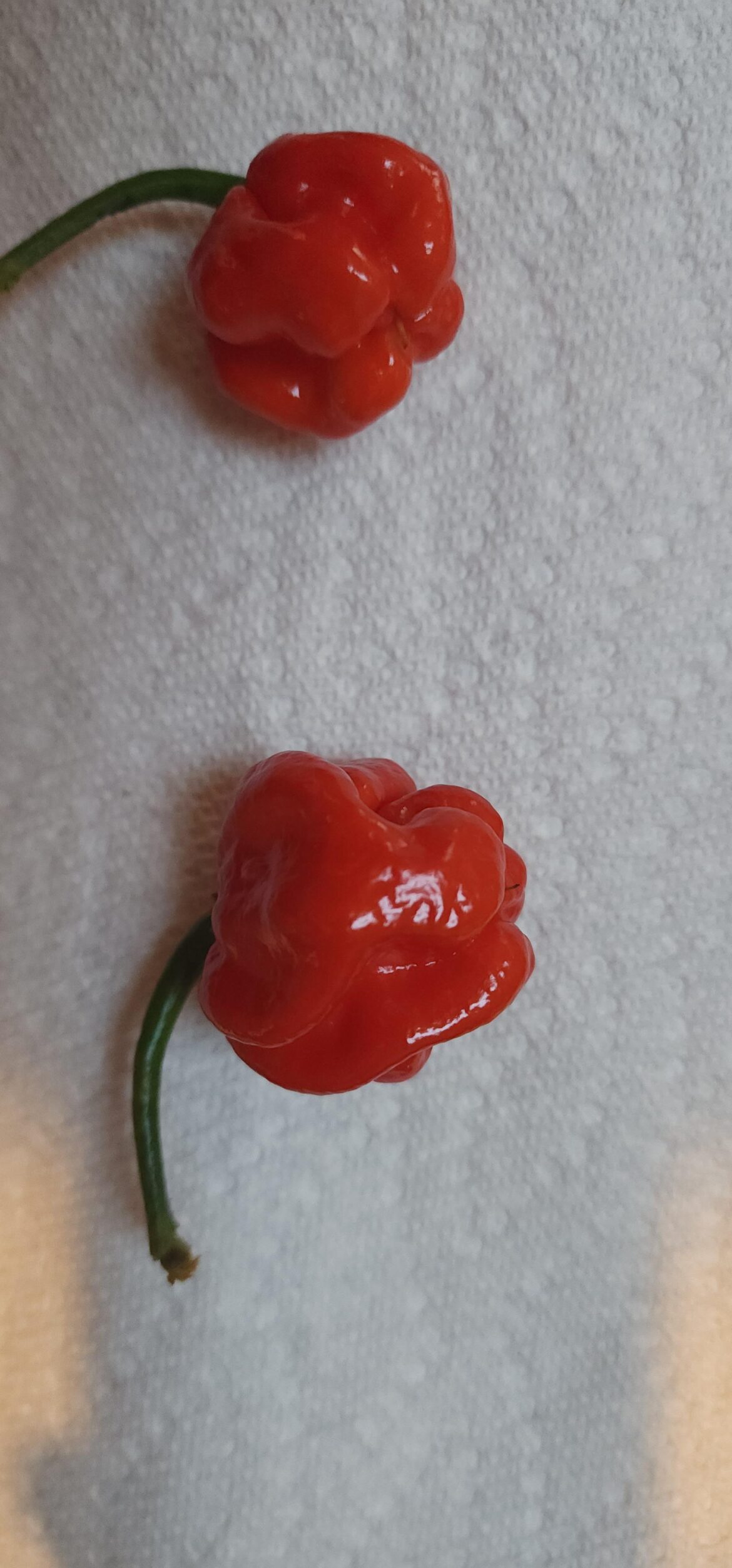 Just beginning to harvest Reapers Just beginning to harvest Reapers