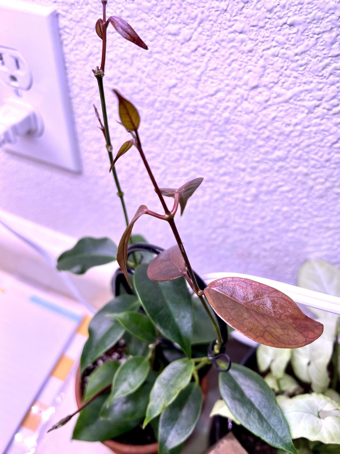 Are the leaves supposed to be this purple?