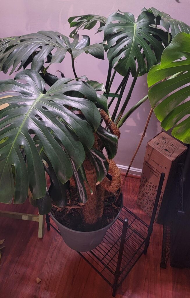 Just got a new leaf isn't she a beauty? I'm so in love with this plant