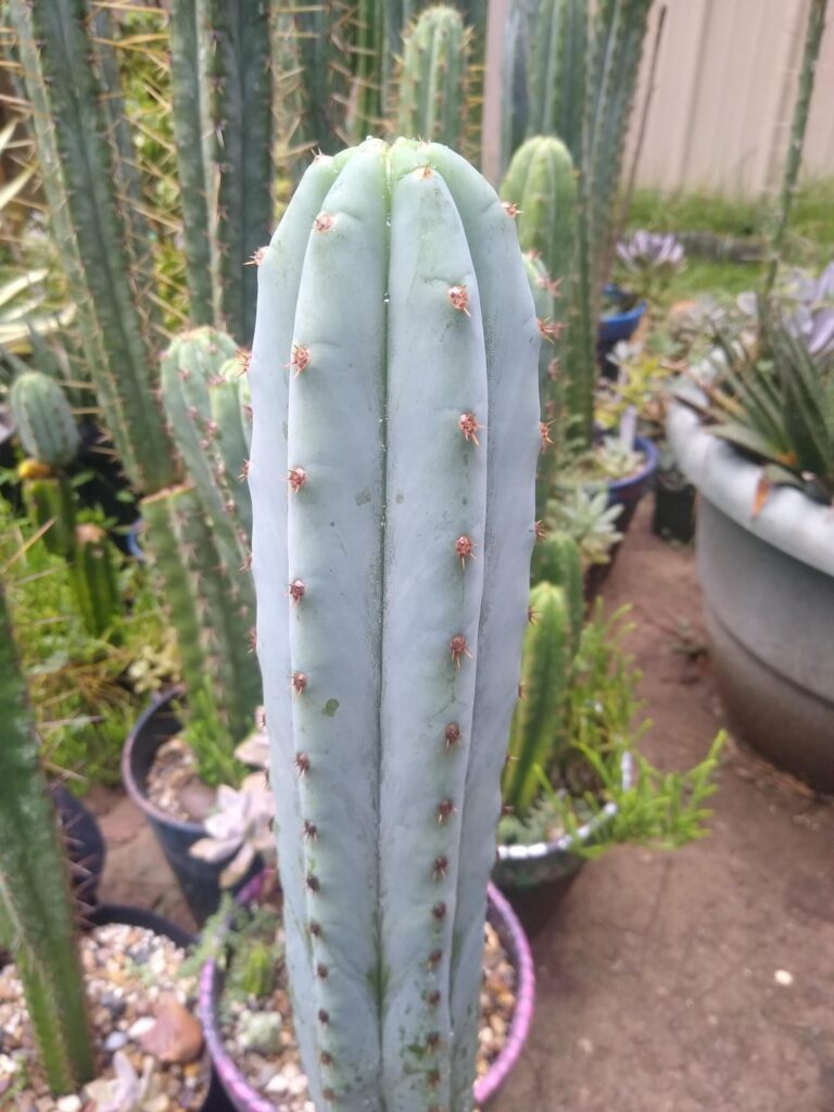 Ogunbode x Sharxx Blue