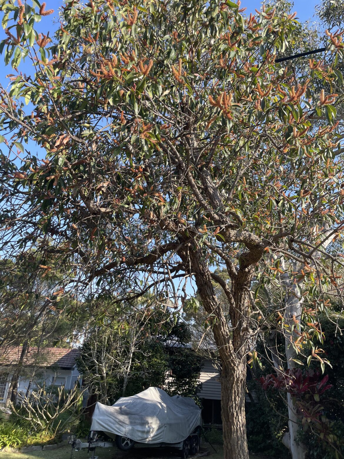 Tree identification