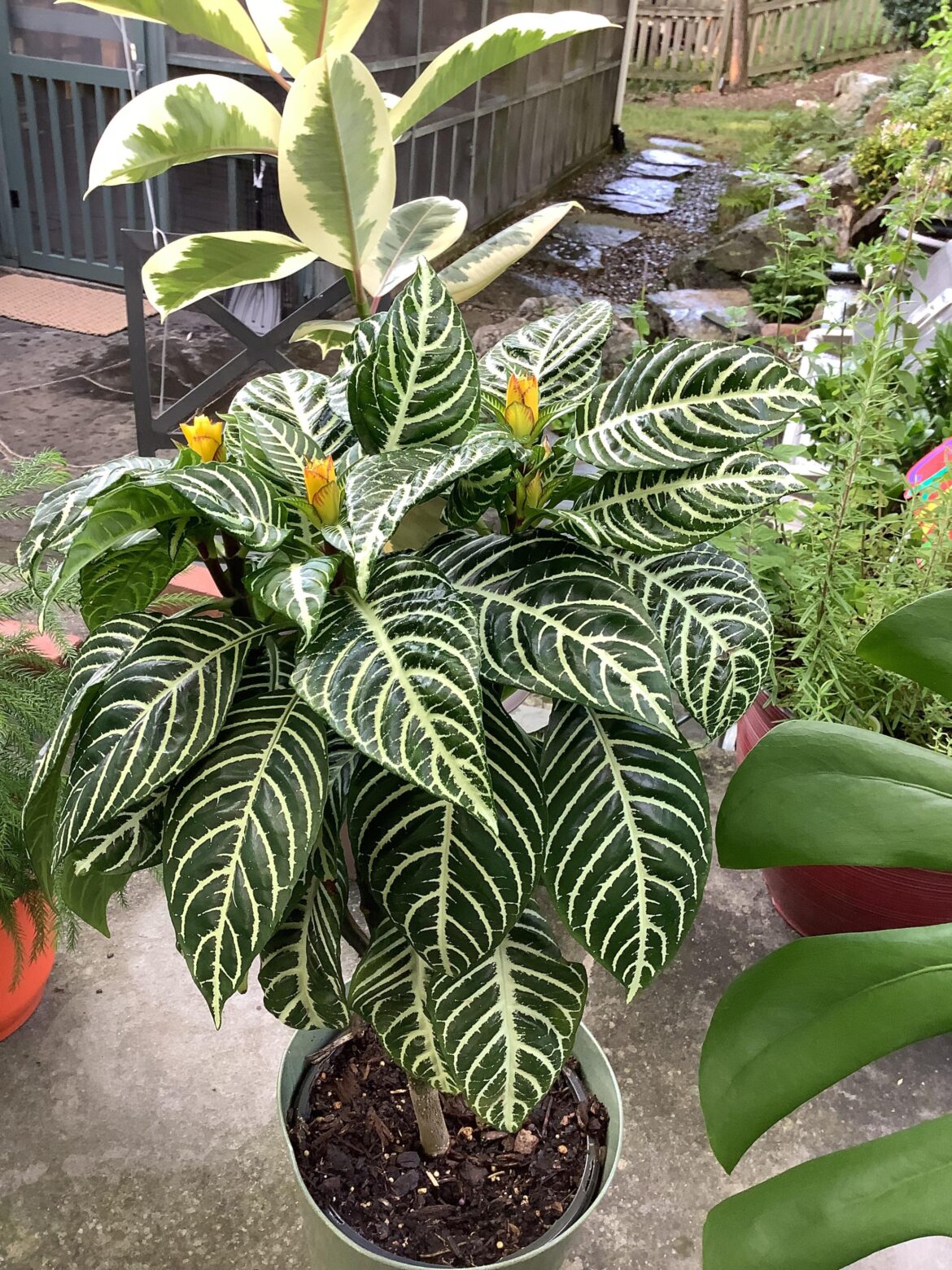 Early blooms on Tiger Plant