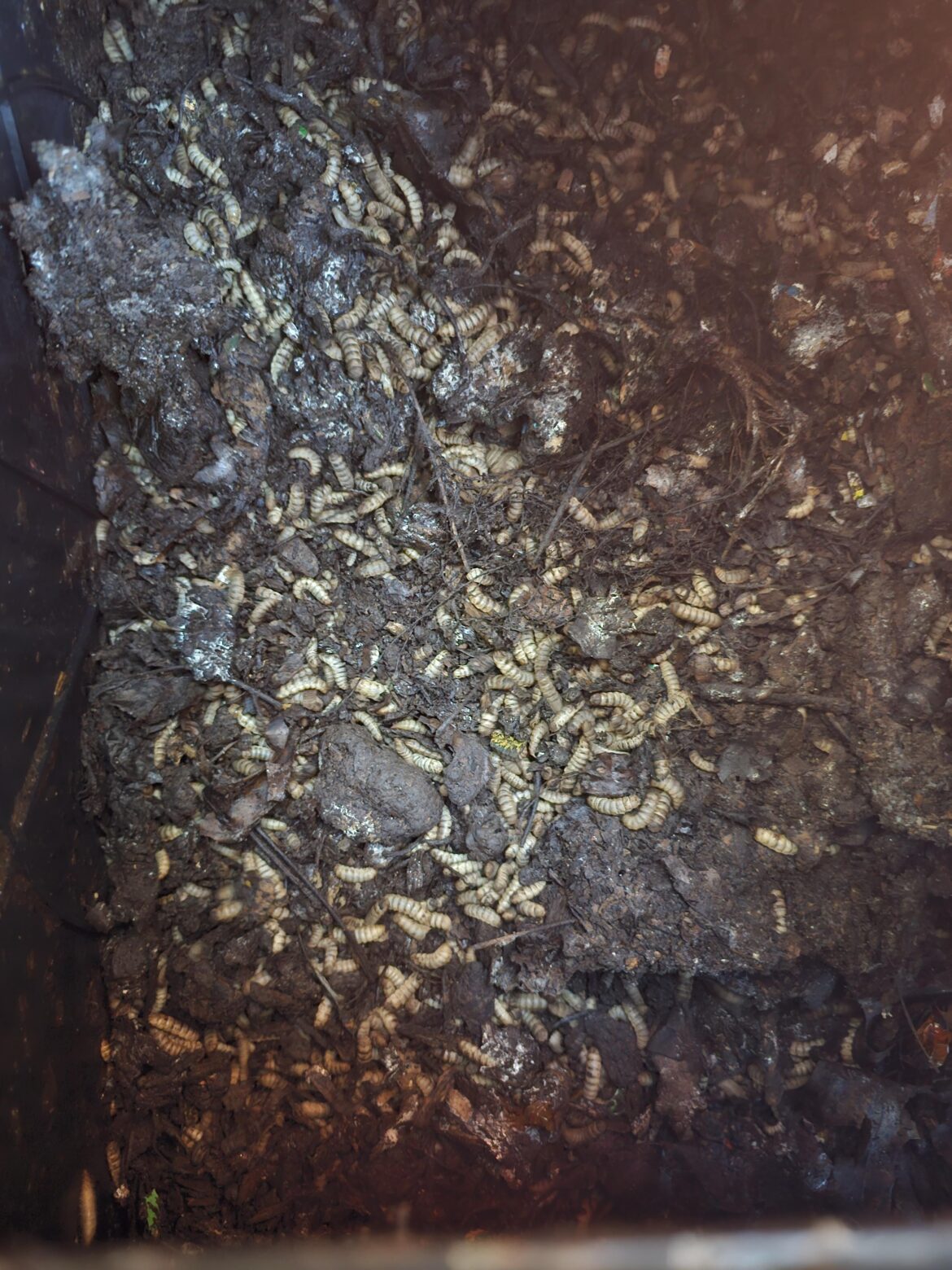 Soldier Fly Larvae Won't Die