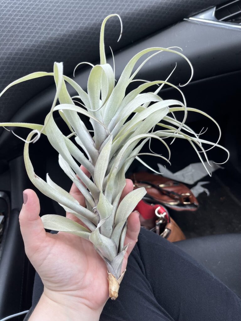 Help me identify this! I need to research care.