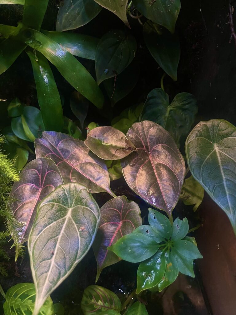 Corms grown in paludarium