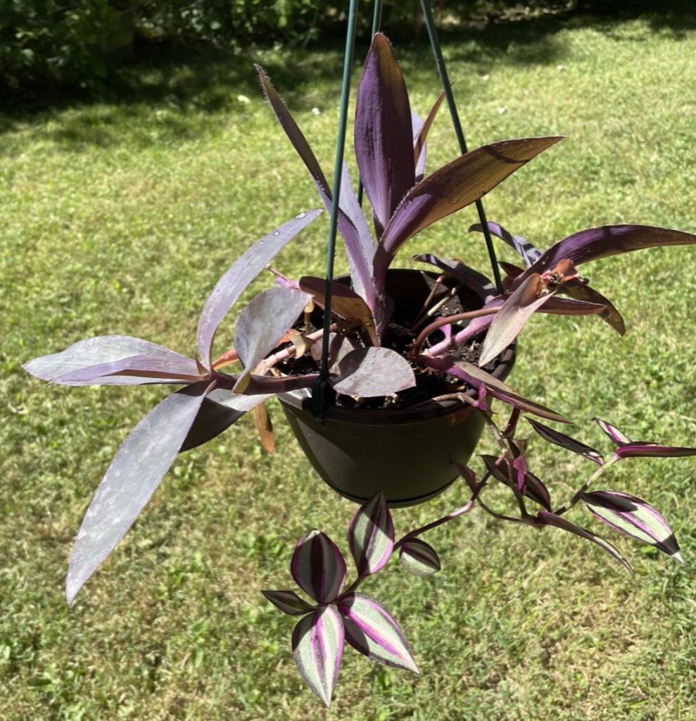 Is this guy ready for a bigger container? Is this guy ready for a bigger container?