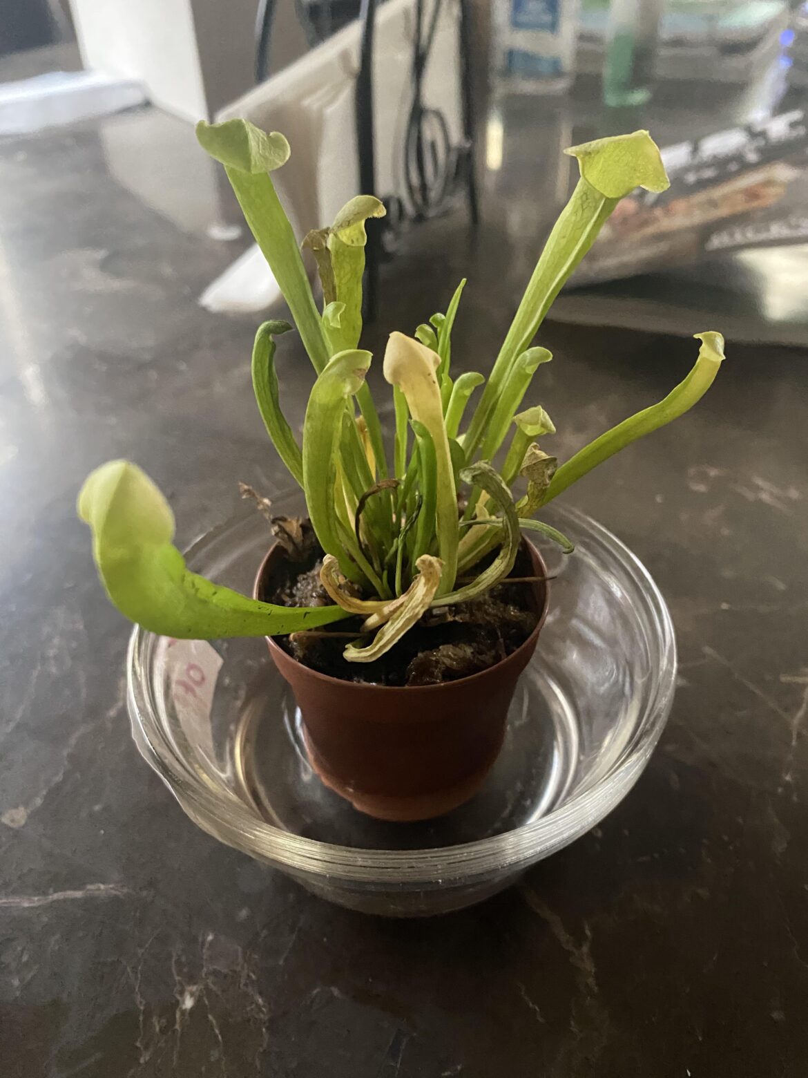 Anyone know what type of carnivorous plant this is? And how do I better care for it?