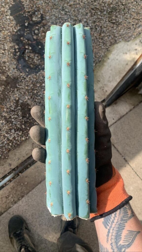 I love mail day 🌵