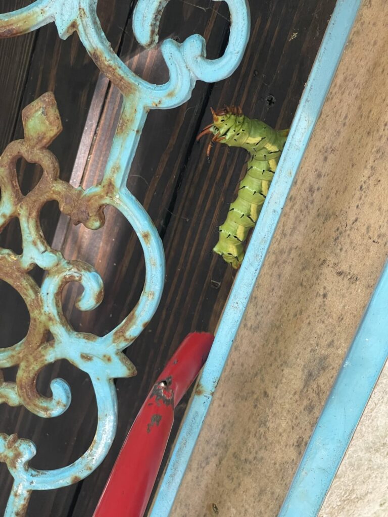 What is this creature ?!