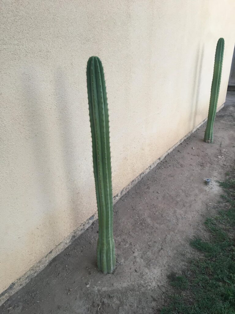 Best way to dig up? How far out are roots?