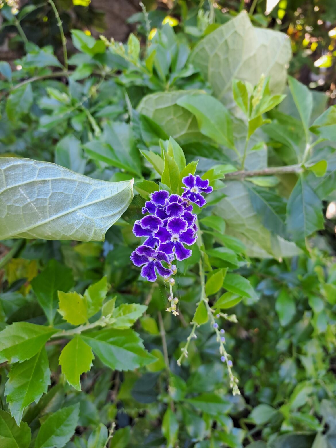 [OC] {Duranta erecta} or Skyflower native to Mexico so on the Adriatic coast is a guest. It is invasive species in some parts of the world but not here, it has difficulty with environment and you need some skill to make it flower. On this bush there are only 4 small clusters of flowers.