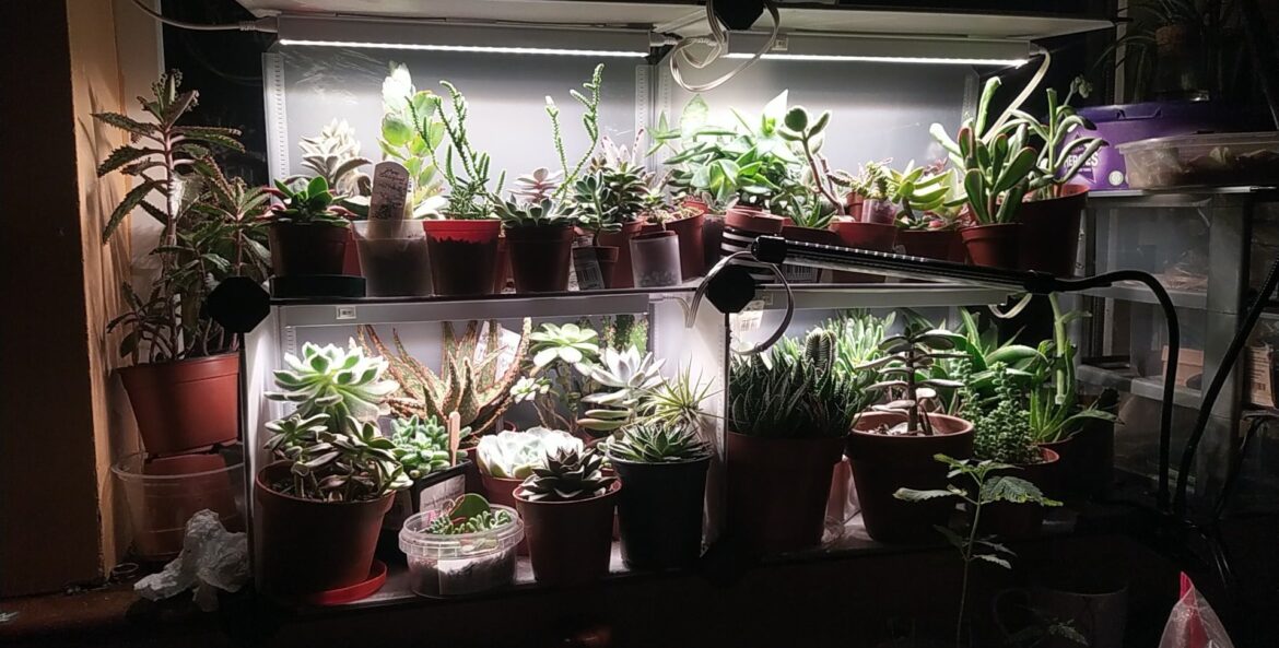 if you ever think you don't have room for plants, let me be an inspiration