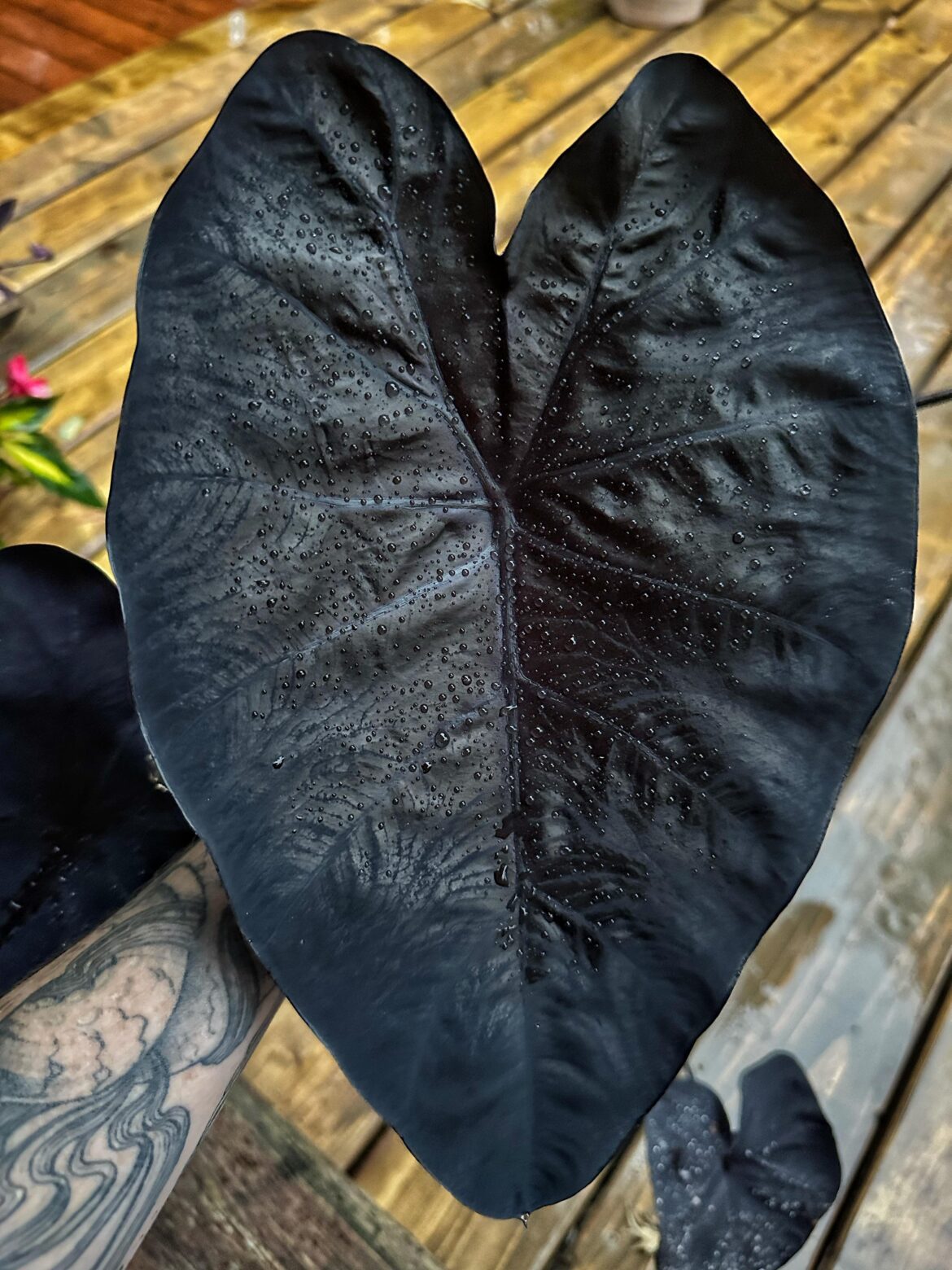 [OC] [3024x4032] Colocasia esculenta "Black Beauty" or more commonly known as an elephant ear. Isn't she gorgeous?