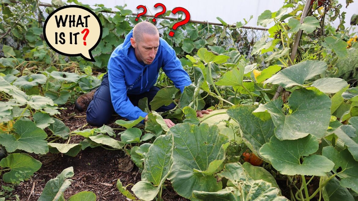 James Prigioni: bad storm reveals massive ancient vegetable bad storm reveals massive ancient vegetable