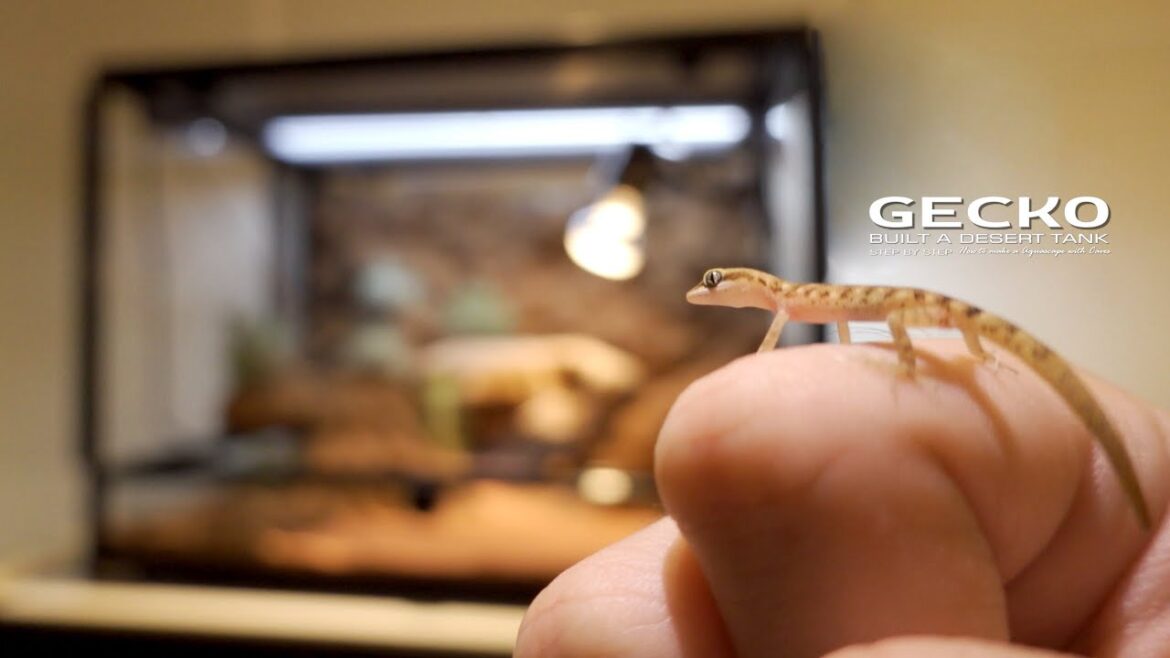 Building Desert Ecosystem Tank For The World’s Tiniest Gecko l Turtles Are Predators? Building Desert Ecosystem Tank For The World's Tiniest Gecko l Turtles Are Predators?
