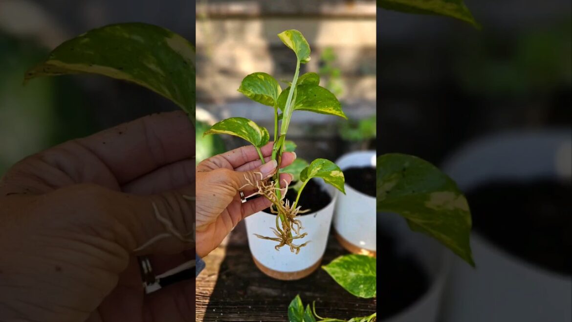 How to Propagate House Plants from Cuttings #propagation #plants #garden #gardening #houseplants