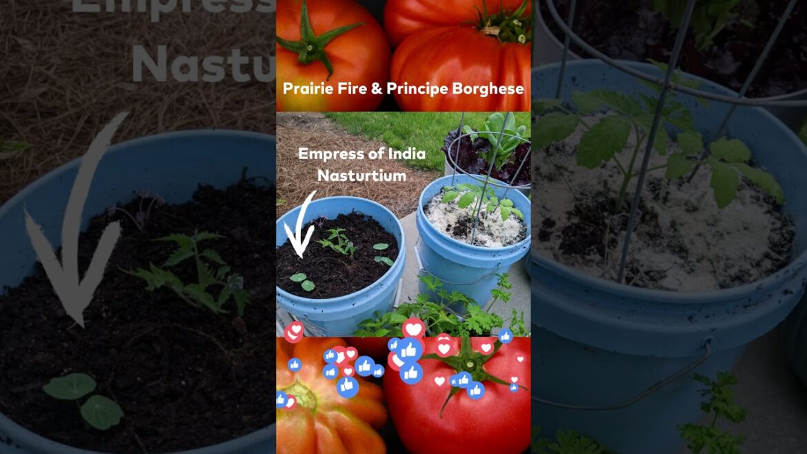 First Tomatoes Are Officially Planted In My Patio Container Garden