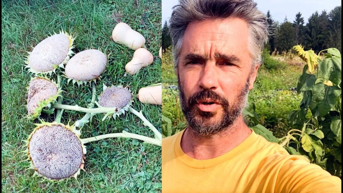 Sunflower harvest begins! Sunflower harvest begins!