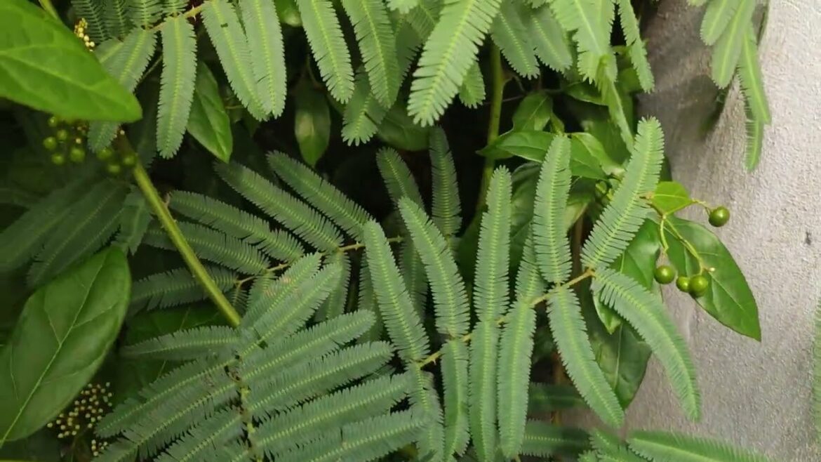 Clean Garden Challenges: Overcoming Common Gardening Hurdles