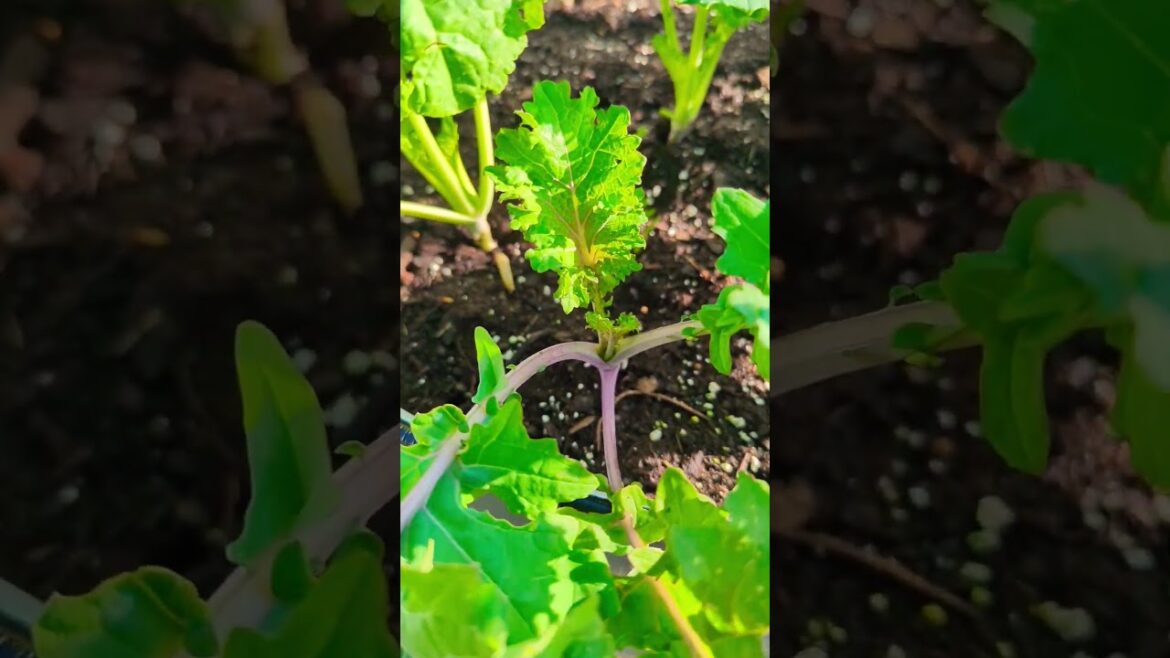Beautiful Kale Garden Blend | Growing In U-Shaped Raised bed ! #garden #kale #viral