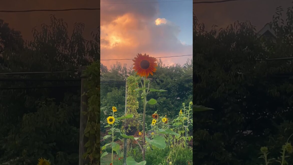 Sunflowers in the Sunset π» Beautiful Backyard Garden Update #shorts Sunflowers in the Sunset π» Beautiful Backyard Garden Update #shorts