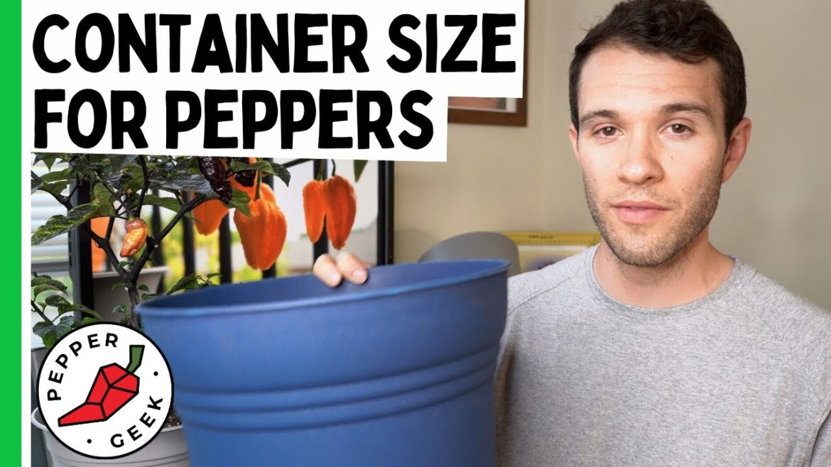 Container Size for Pepper Plants - Ideal Pot Size - Pepper Geek