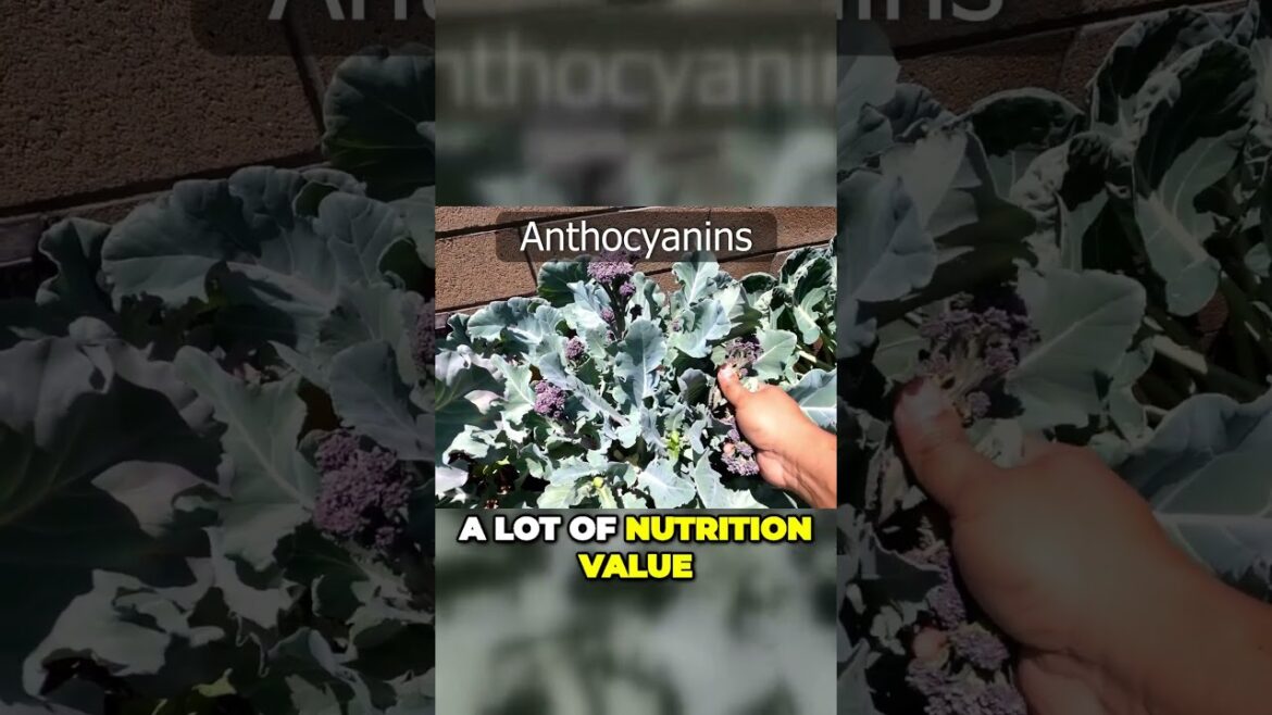 Unlock the Secrets of Purple Sprouting Broccoli: Long Harvest & Nutrient-Rich | #Shorts