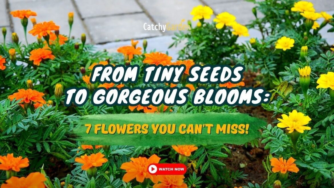 From Tiny Seeds to Gorgeous Blooms: 7 Flowers You Can’t Miss! π·π»πΉ From Tiny Seeds to Gorgeous Blooms: 7 Flowers You Can't Miss! π·π»πΉ