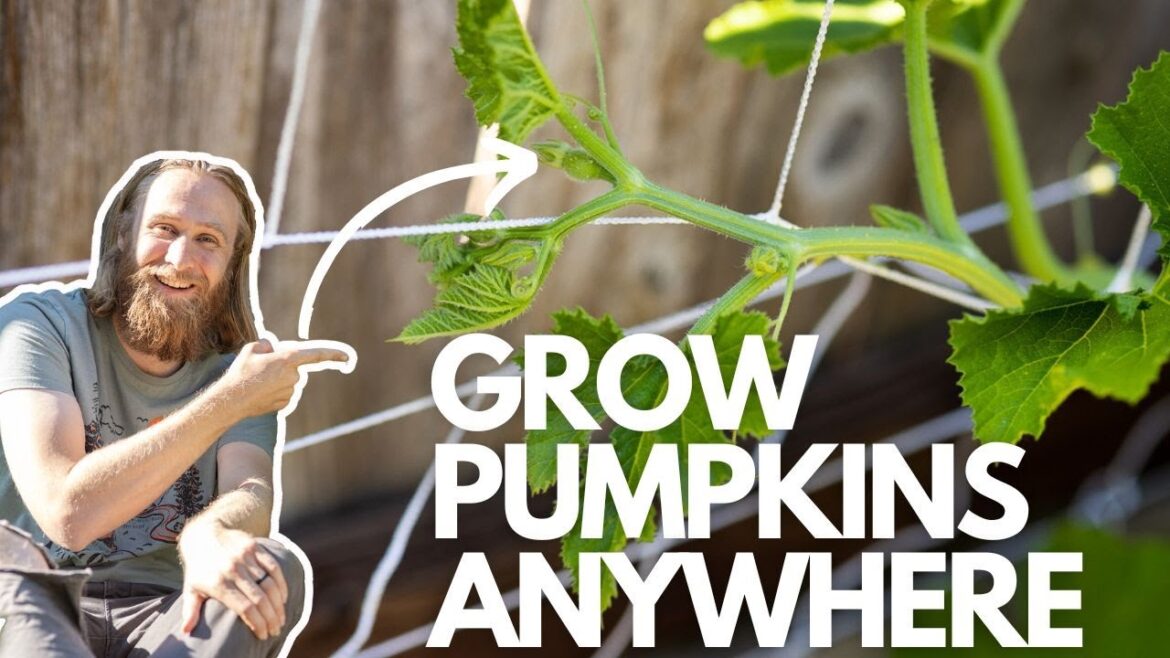 How to Grow Pumpkins in Containers (Even in Small Spaces) How to Grow Pumpkins in Containers (Even in Small Spaces)