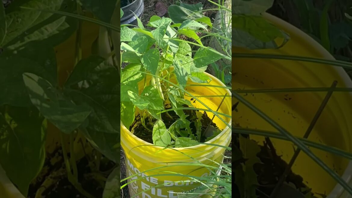 Backyard Garden Update: Abundant Progress, Harvests & New growth #shorts