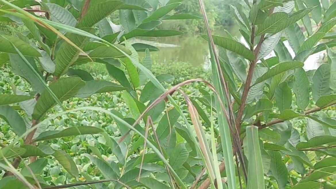 Green Thumb Chronicles: Gardening Adventures at Home