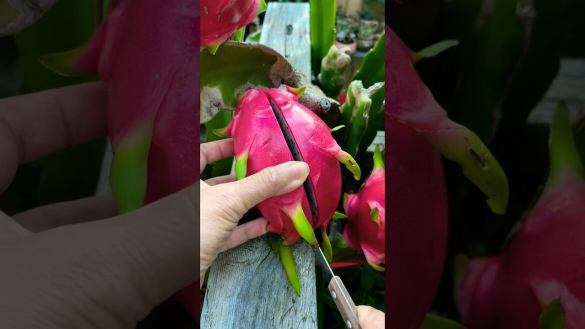Amazing Dragon Fruit #shorts #satisfying #fruitcutting #oddlysatisfying Amazing Dragon Fruit #shorts #satisfying #fruitcutting #oddlysatisfying