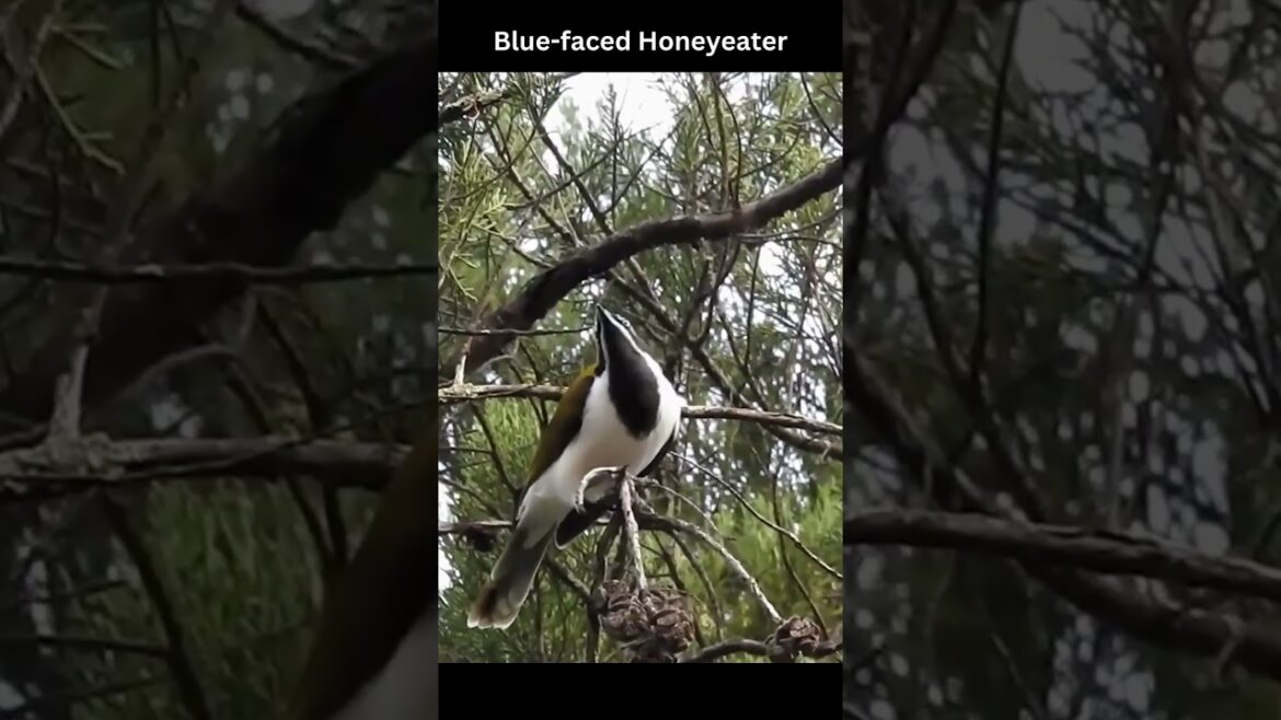 Backyard Bird Calls/Songs/Sounds~Blue-faced Honeyeater #shorts Backyard Bird Calls/Songs/Sounds~Blue-faced Honeyeater #shorts
