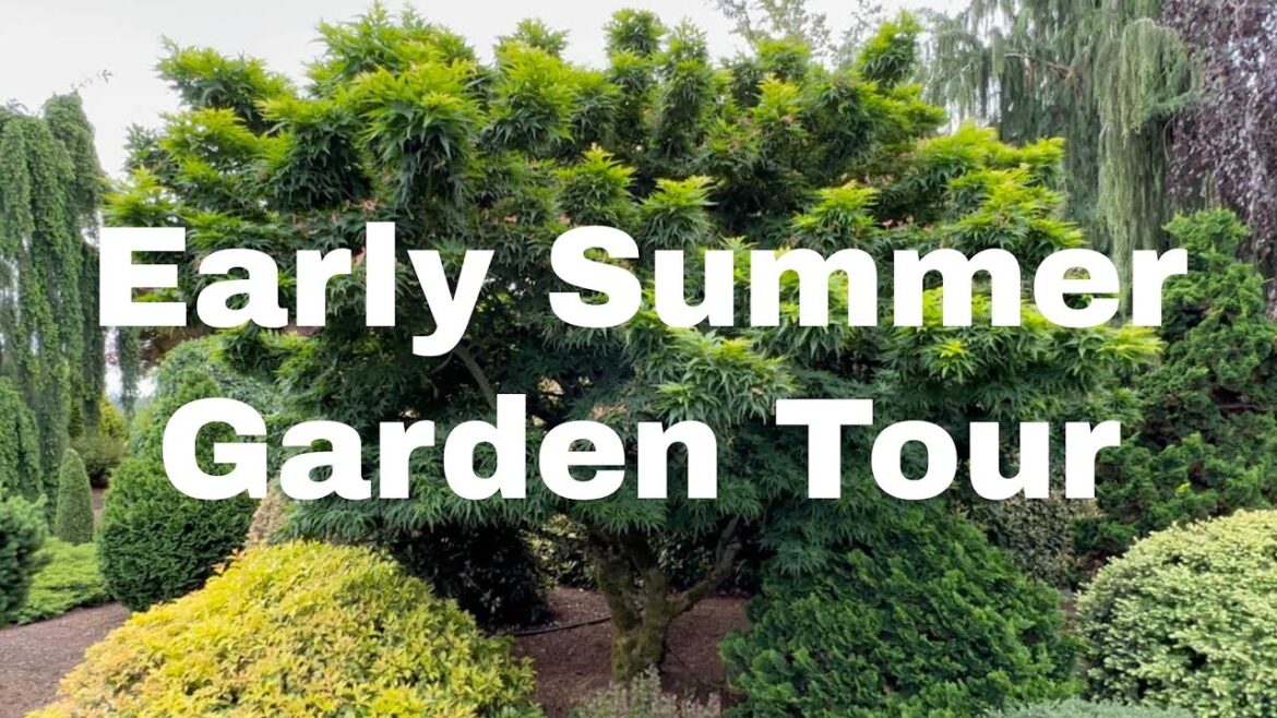 Garden Tour of Jean Iseli Memorial Garden June 2023. Specimen Size Landscape Plants #conifergarden Garden Tour of Jean Iseli Memorial Garden June 2023. Specimen Size Landscape Plants #conifergarden