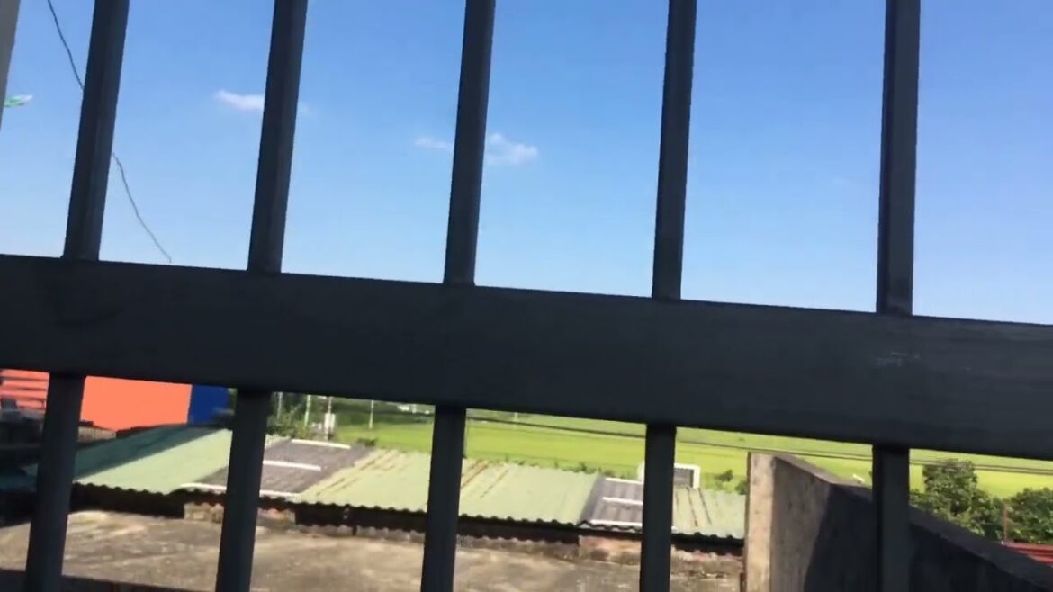 Gardening in the Sunshine: Blooming Beauties