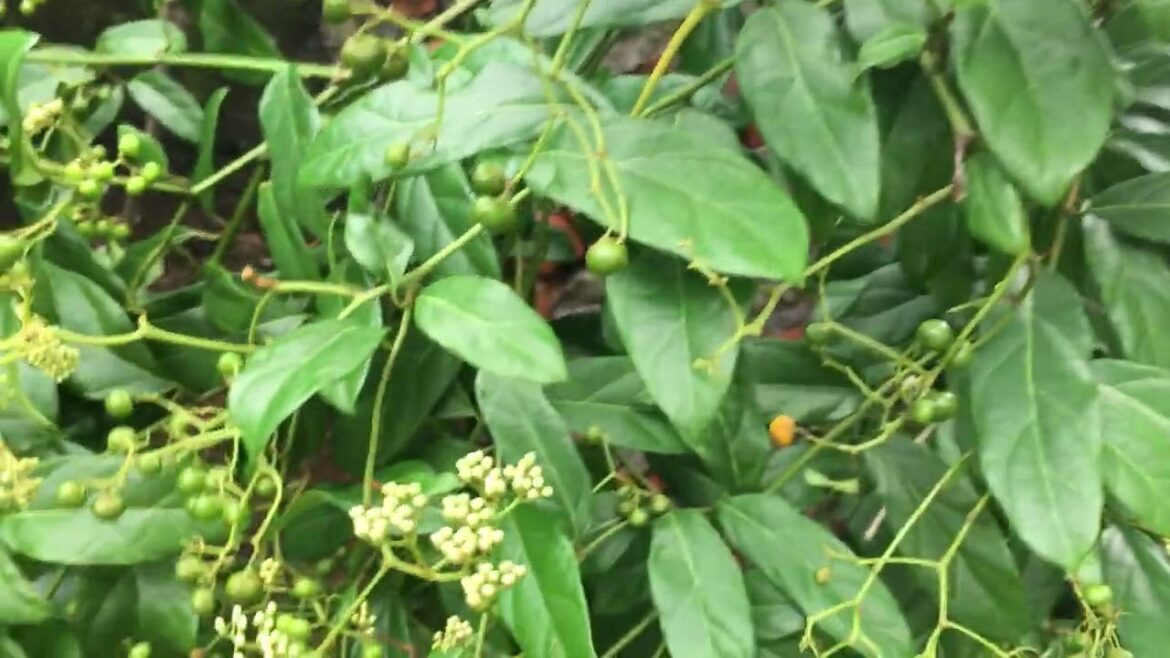 The Green Thumb Diaries: Adventures in Clean Gardening